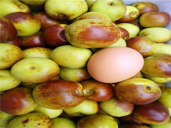 冬棗2號(hào)棗樹苗